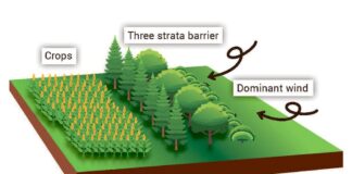 Know the importance of windbreaks and how to use them