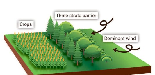Know the importance of windbreaks and how to use them