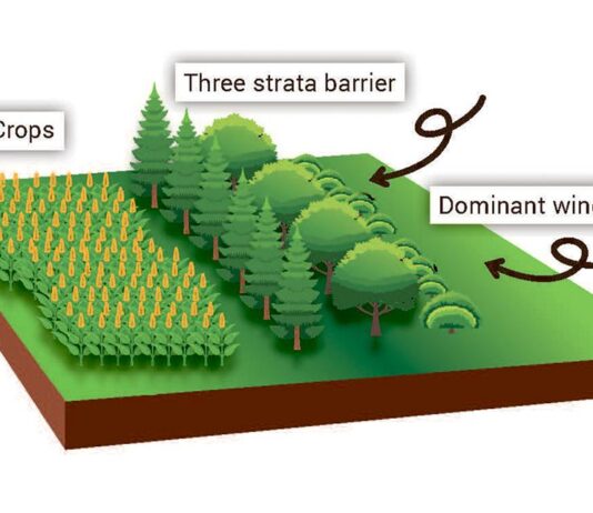 Know the importance of windbreaks and how to use them