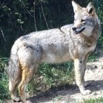 Predation: Explaining the Big Bad Wolf