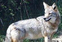 Predation: Explaining the Big Bad Wolf