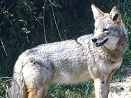 Predation: Explaining the Big Bad Wolf