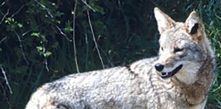 Predation: Explaining the Big Bad Wolf