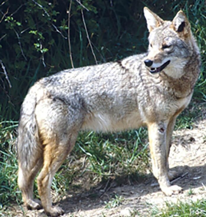 coyote div of wildlife 2-WEB