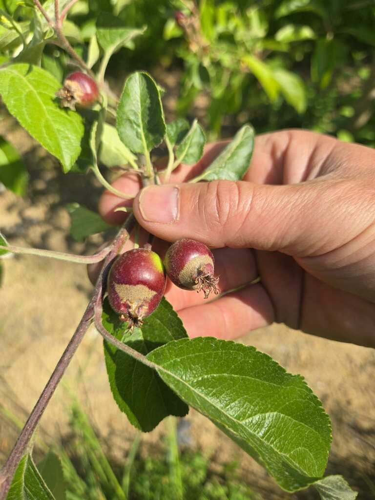 Soergel Orchards