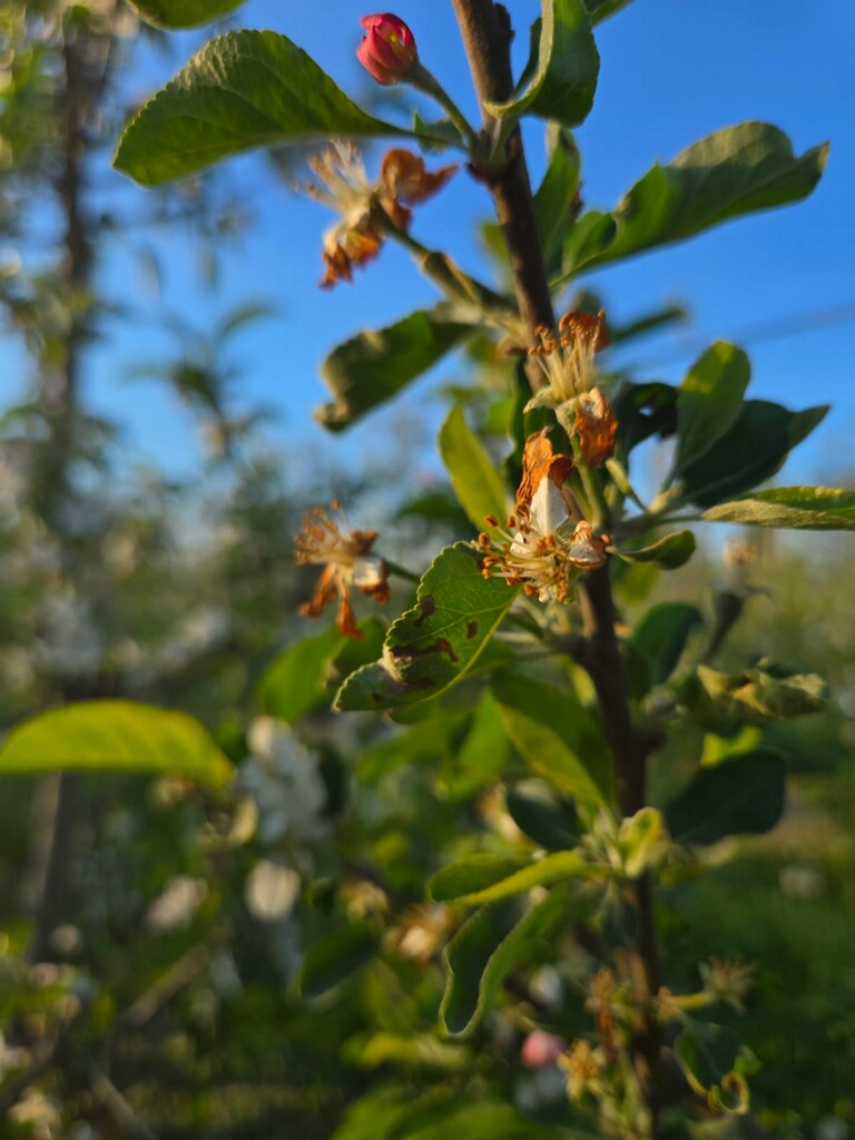 Soergel Orchards