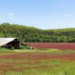 Cover crops build resilience into Ohio farms