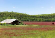 Cover crops build resilience into Ohio farms