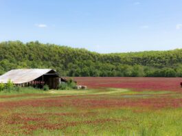 Cover crops build resilience into Ohio farms