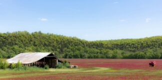 Cover crops build resilience into Ohio farms
