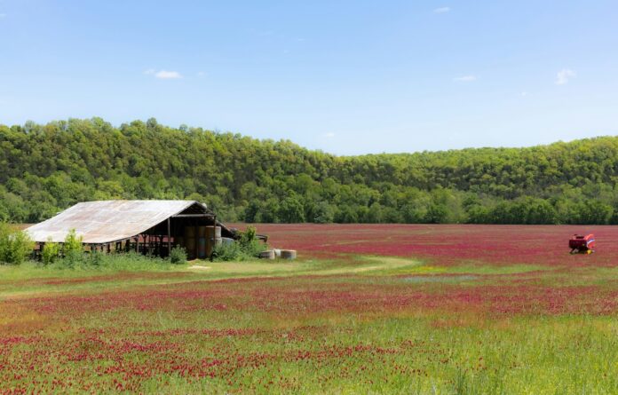 cover-crop-crimson-clover