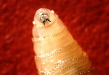 Some states tighten up movement restrictions as screwworm cases multiply