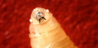 Some states tighten up movement restrictions as screwworm cases multiply