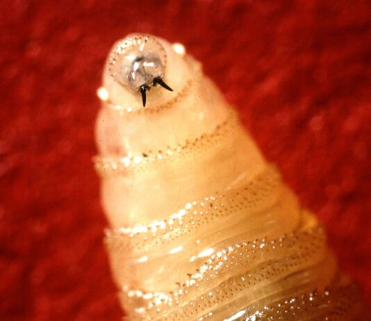 Some states tighten up movement restrictions as screwworm cases multiply