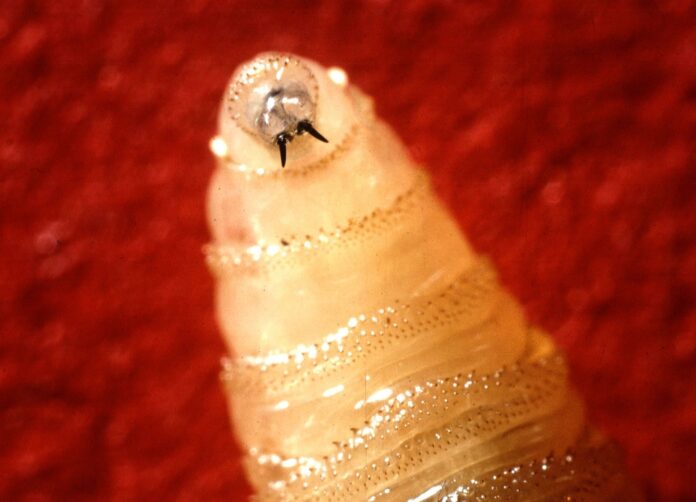 nws-larva