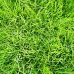 Go green and save green: Why it’s time to switch to organic lawn care