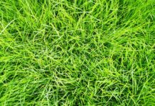 Go green and save green: Why it’s time to switch to organic lawn care