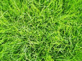 Go green and save green: Why it’s time to switch to organic lawn care