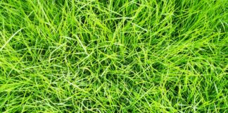 Go green and save green: Why it’s time to switch to organic lawn care