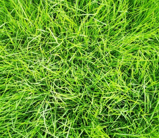 Go green and save green: Why it’s time to switch to organic lawn care