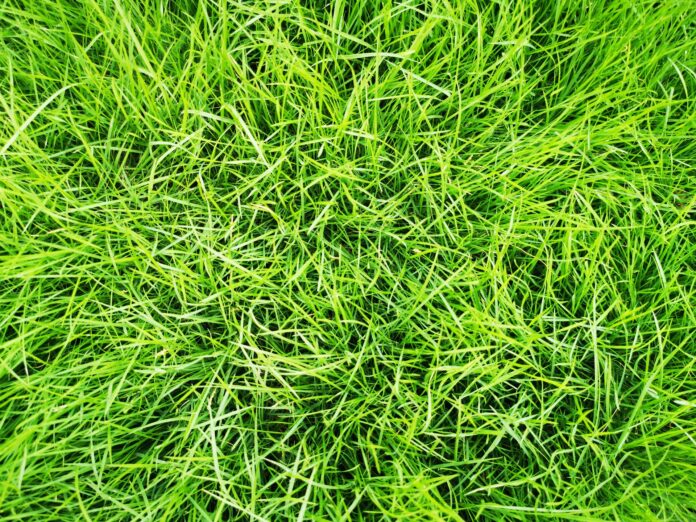 green-grass-yard-lawn