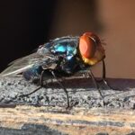 Screwworms eat flesh, screw-ups cost money