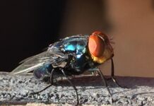 Screwworms eat flesh, screw-ups cost money