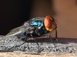 Screwworms eat flesh, screw-ups cost money