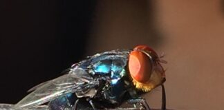 Screwworms eat flesh, screw-ups cost money
