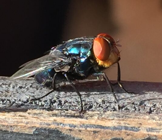 Screwworms eat flesh, screw-ups cost money