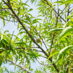 Ohio, Pa. orchards devastated by spring freeze Huffman Fruit Farm