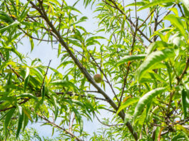 Ohio, Pa. orchards devastated by spring freeze Huffman Fruit Farm