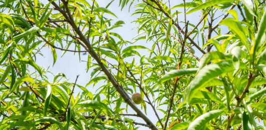 Ohio, Pa. orchards devastated by spring freeze Huffman Fruit Farm