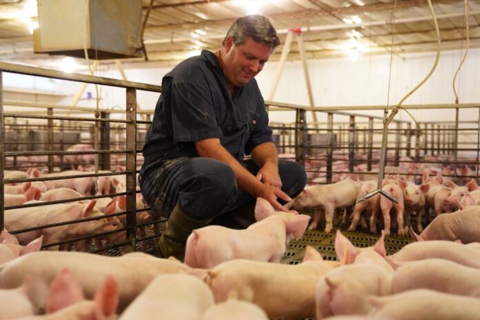 1c-10-10-pig_farmer_web-e1570641182907