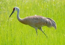 Ohio releases 2026 sandhill crane count results