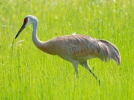 Ohio releases 2026 sandhill crane count results