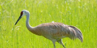 Ohio releases 2026 sandhill crane count results