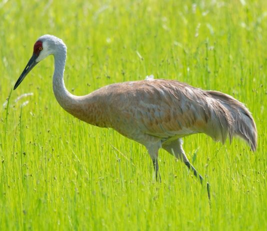 Ohio releases 2026 sandhill crane count results