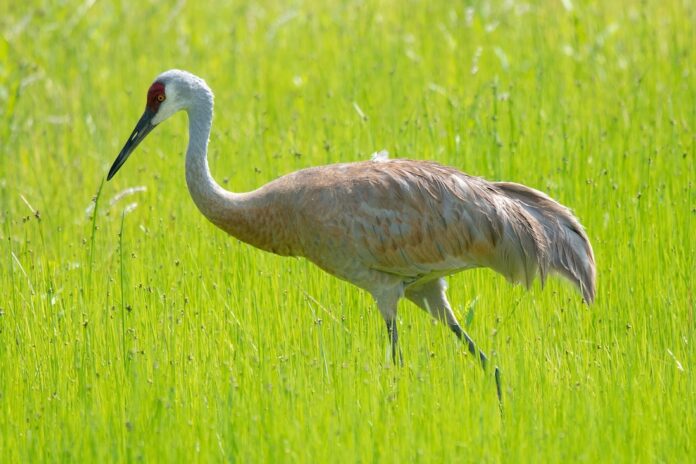 sandhill crane odnr