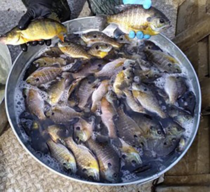 7-16 jim bluegill lasuan catch dow_RGB