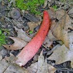 Stinkhorn: The phallus of the forest