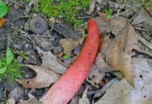 Stinkhorn: The phallus of the forest