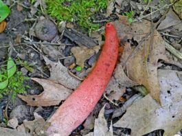 Stinkhorn: The phallus of the forest