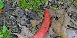 Stinkhorn: The phallus of the forest