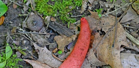 Stinkhorn: The phallus of the forest
