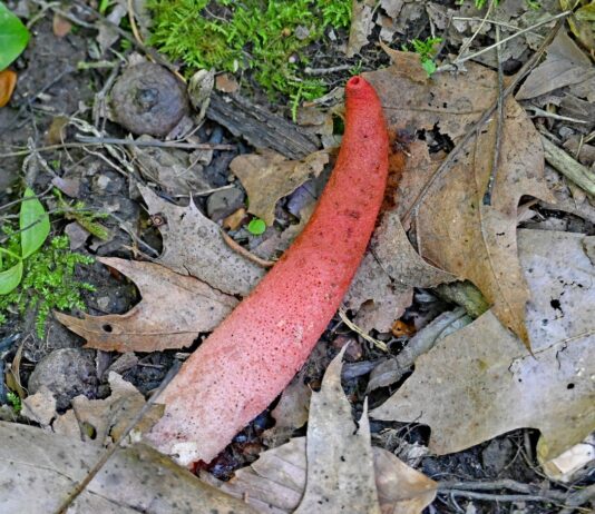 Stinkhorn: The phallus of the forest