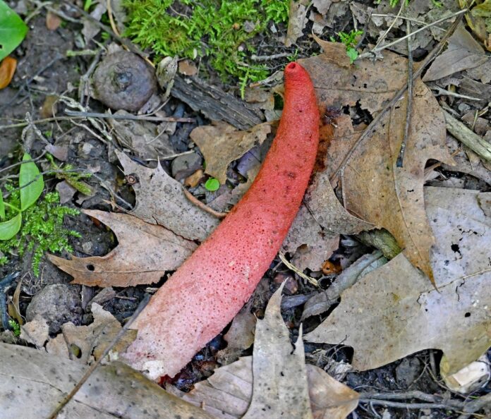 FEATURE PHOTO Elegant stinkhorn