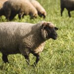 First case of scrapie detected in U.S. sheep in more than 5 years