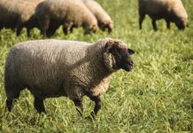 First case of scrapie detected in sheep in U.S. in more than 5 years