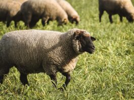 First case of scrapie detected in U.S. sheep in more than 5 years